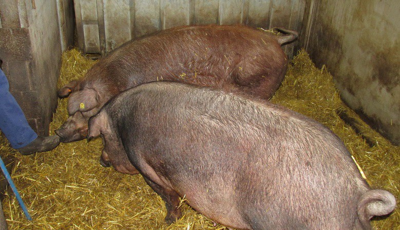 Duroc viande de porc